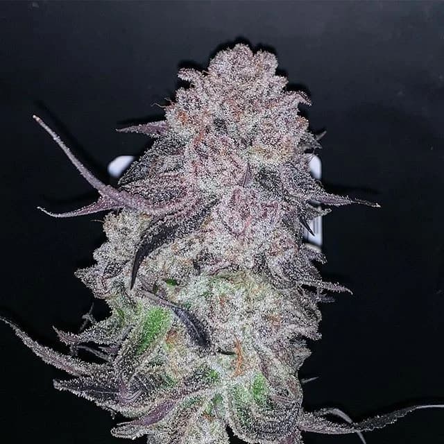 1g - Canal Street Runtz - Fifty Fold - DOH Flower - H