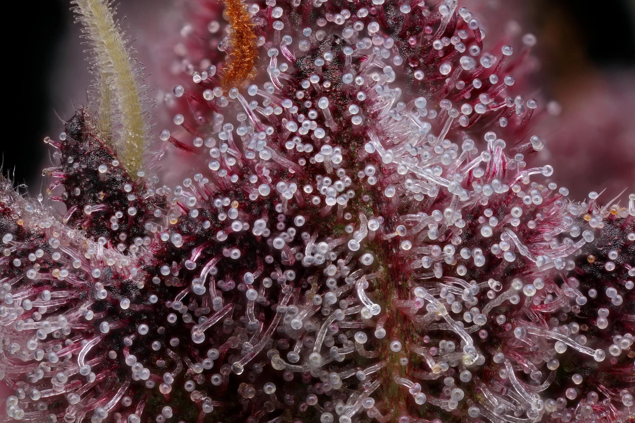 3.5g - Miracle Alien Cookies - Plaid Jacket - DOH Flower - I