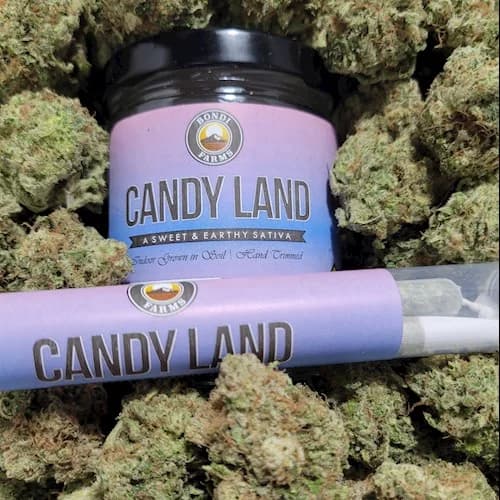 14g - Candyland - Bondi - DOH Flower - S