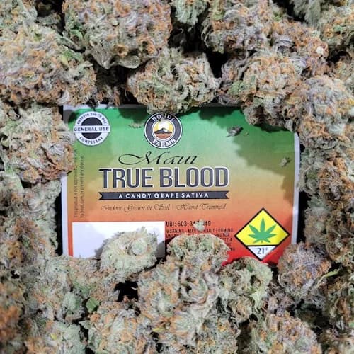7g - Maui Trueblood - Bondi - DOH Flower - S