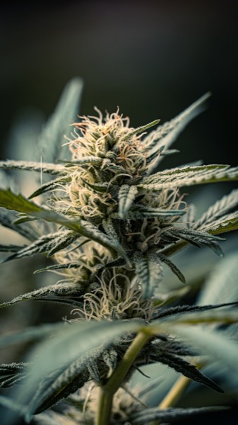 14g - Mother of Berries - Artizen - Flower - I
