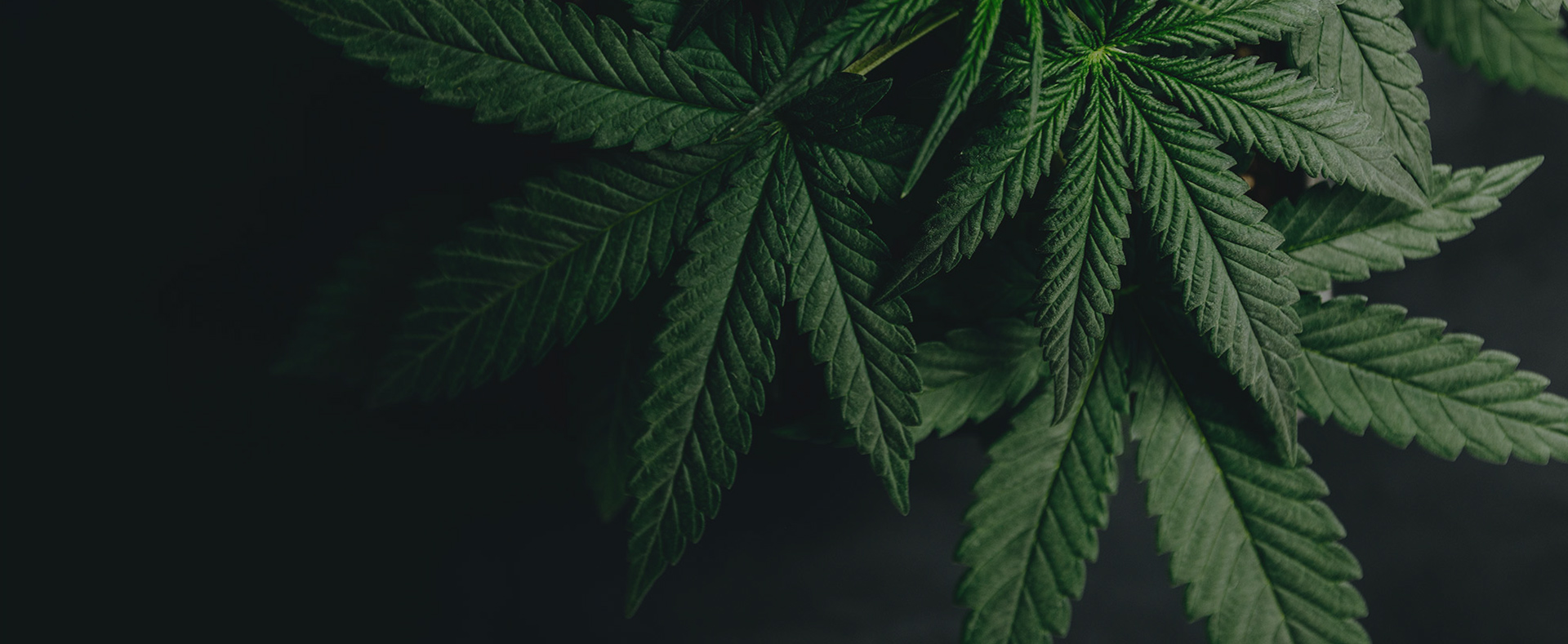 Green Life Cannabis Marijuana Dispensary Seattle Weed plant header