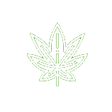 Green Life Cannabis Marijuana Dispensary Seattle Weed small transparent weed plant