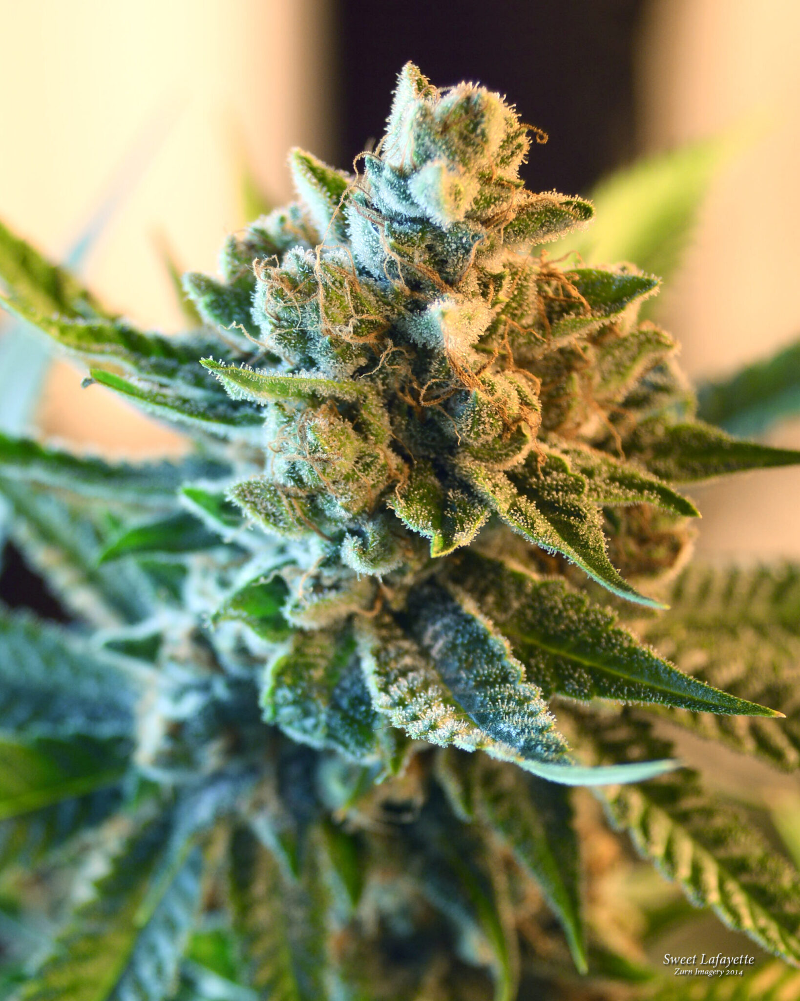 Green Life Cannabis Marijuana Dispensary Seattle Weed weed plant
