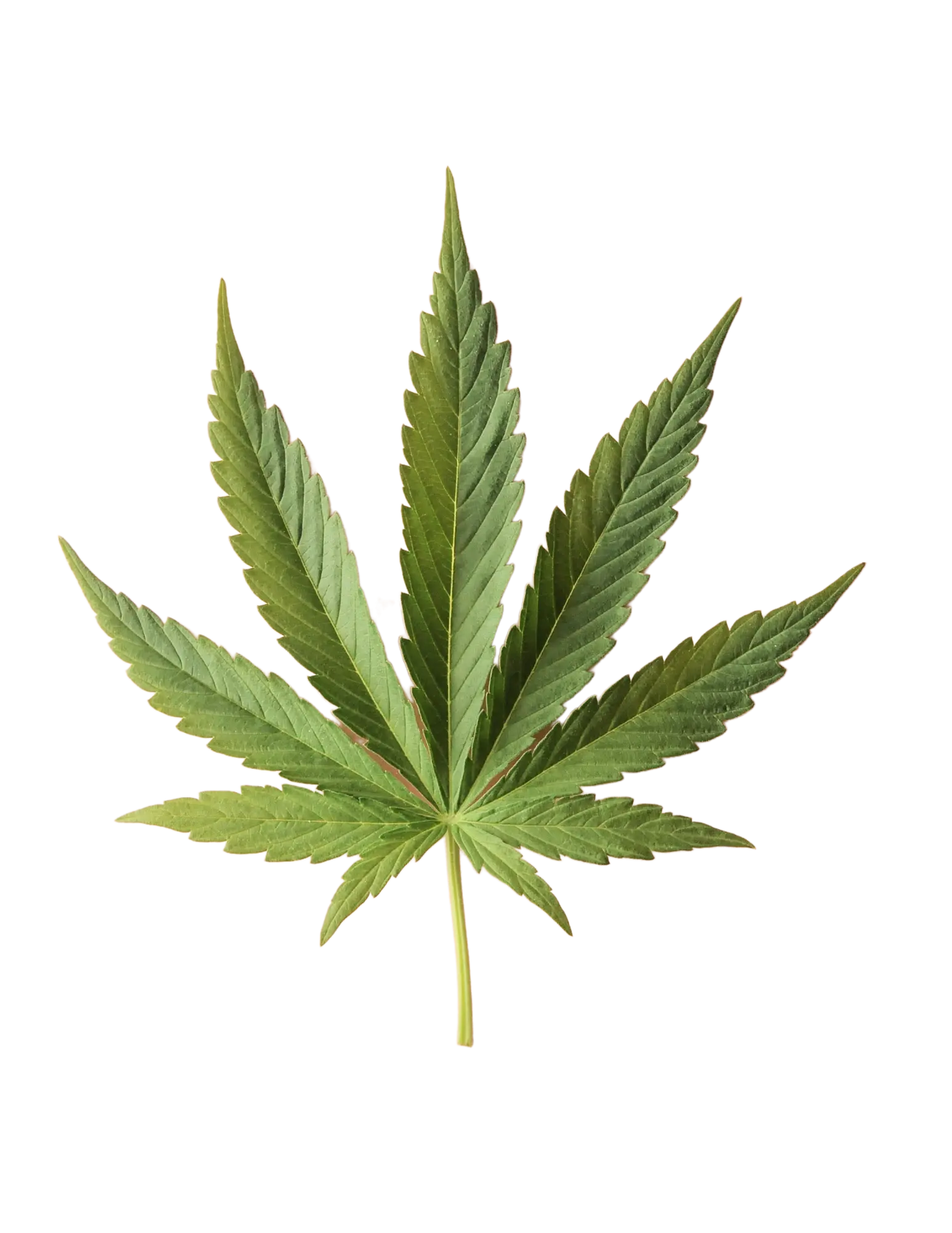 marijuana dispnesary wenatchee